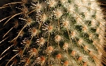 Mammillaria dixanthocentron (2).jpg